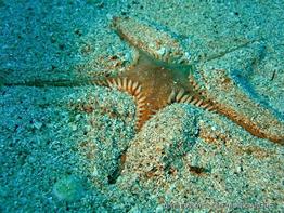 astropecten_platyacanthus-fa1