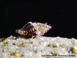 Enginella_leucozona-doho001