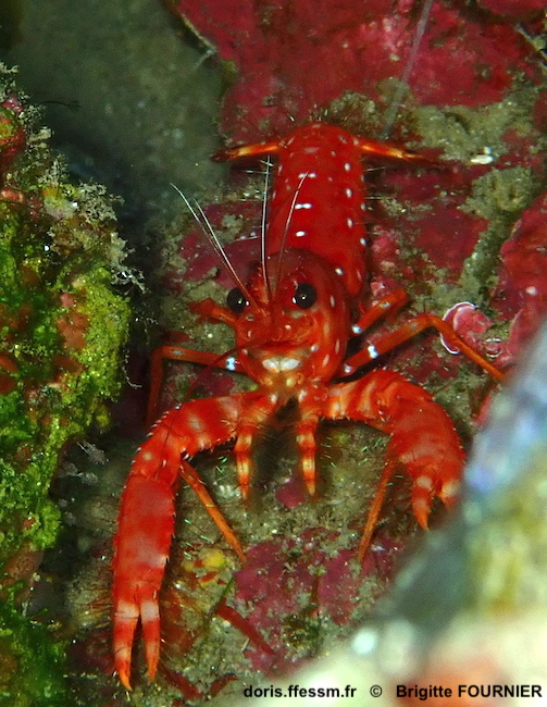 Homard occidental