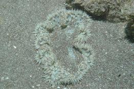 phymanthus_crucifer_vm1