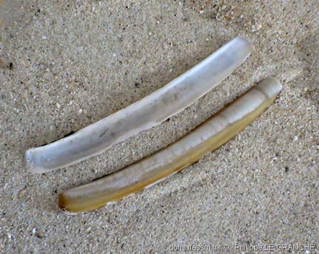 Couteau sabre