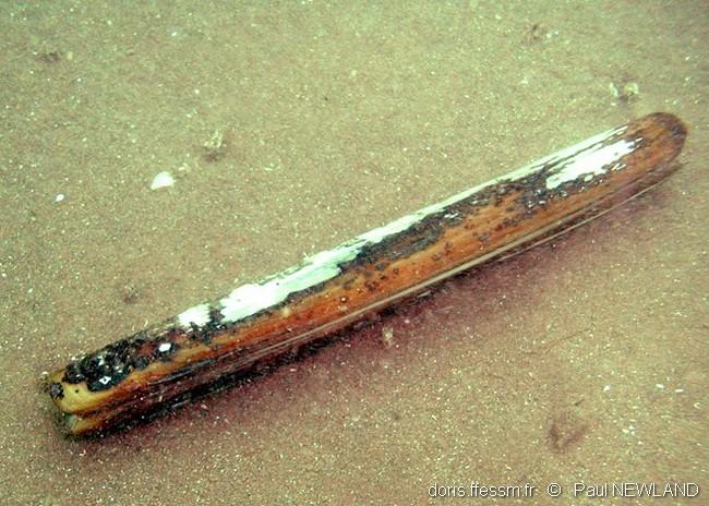 ensis_siliqua-pane-img_6474