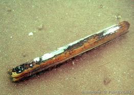 ensis_siliqua-pane-img_6474