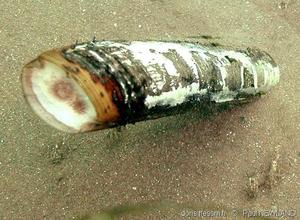 ensis_siliqua-pane-img_6482