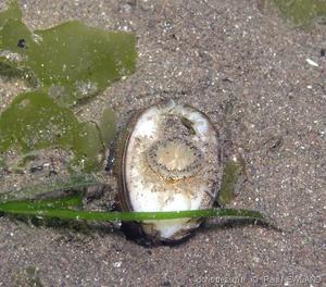 ensis_siliqua-pane-img_6483