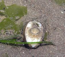 ensis_siliqua-pane-img_6483