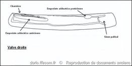 ensis_siliqua-rda-img_139