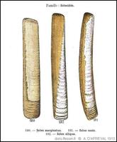 ensis_siliqua-rda-img_182