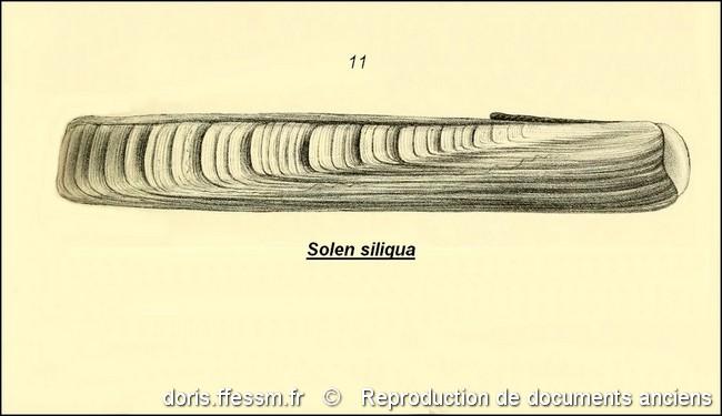 ensis_siliqua-rda-img_827