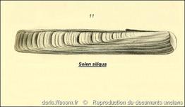 ensis_siliqua-rda-img_827