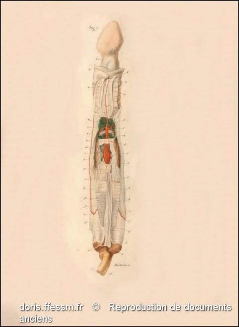 ensis_siliqua_anatomie-rda-img_15