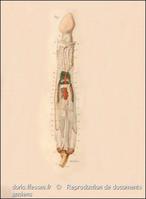 ensis_siliqua_anatomie-rda-img_15