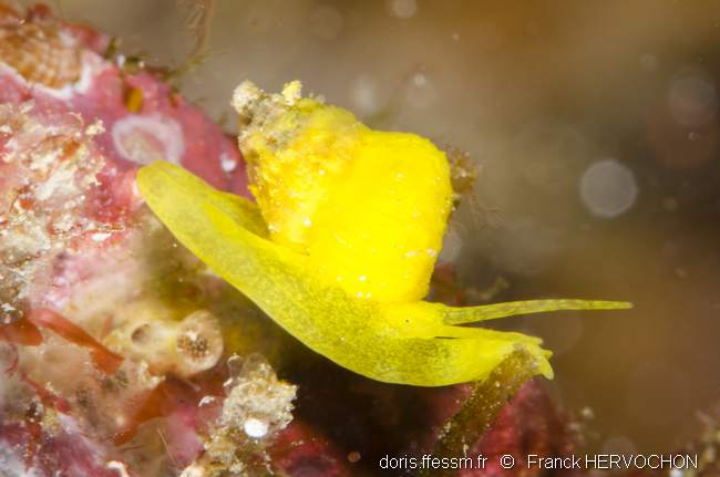 Scalaire jaune