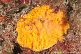 Entoprocta_Kamptozoa-sp6-vela9442