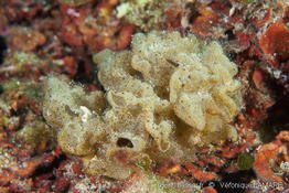colpomenia_sinuosa-vl2