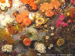 caryophyllia_inornata-slb5