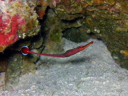 dunckerocampus_multiannulatus-slb2