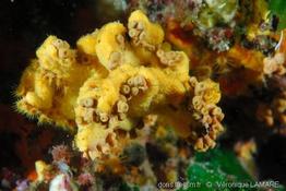 axinella_damicornis(4)