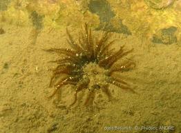 anthopleura_ballii-fa9