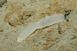 Pseudobonellia_iraidii_vm00020