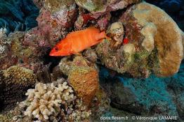 epinephelus_fasciatus-vl18