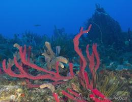 amphimedon_compressa_ap4
