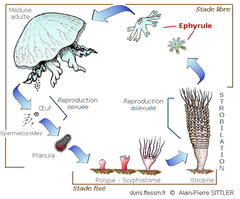 ephyrule_glossaire-apsittler01