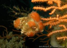cellepora_pumicosa-5fa