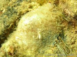 anomia_ephippium-fa1