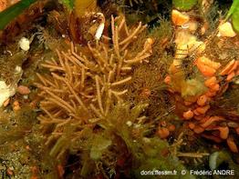 margaretta_cereoides-fa53