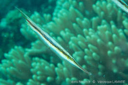 aeoliscus_strigatus_vela_5404