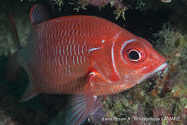 sargocentron_caudimaculatum-vl2