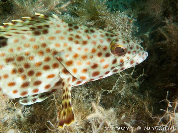 epinephelus-adscensionis_ag1