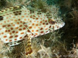 epinephelus-adscensionis_ag1