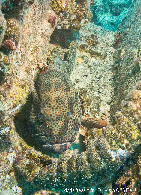 epinephelus-adscensionis_ag2