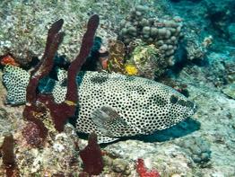 epinephelus-adscensionis_ag3