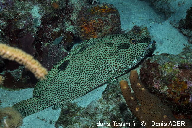 epinephelus-adscensionis_da1