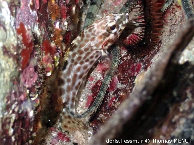 epinephelus-adscensionis_tm2