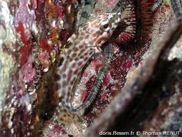 epinephelus-adscensionis_tm2