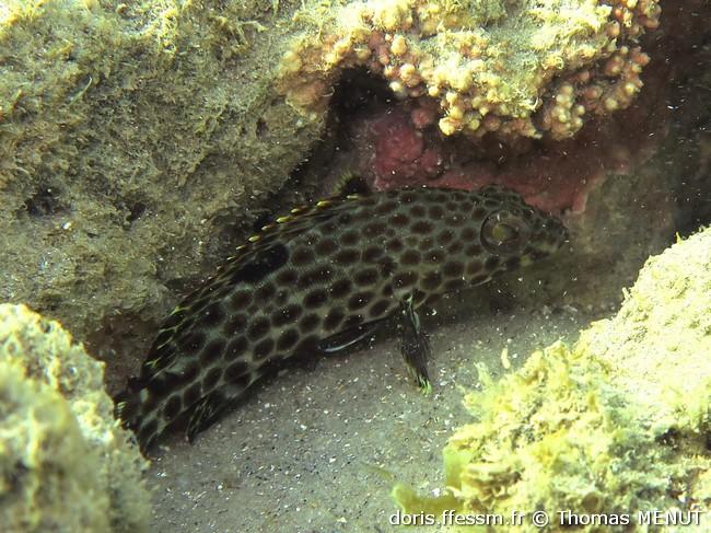 epinephelus-adscentionis_tm1