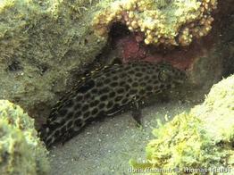 epinephelus-adscentionis_tm1