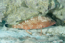 epinephelus_guttatus-vl1