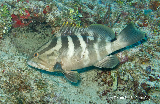 Mérou de Nassau