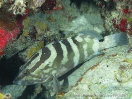 epinephelus_striatus-ap7