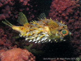 cyclichthys_orbicularis-aps654