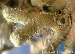 aetea_sp-fa473