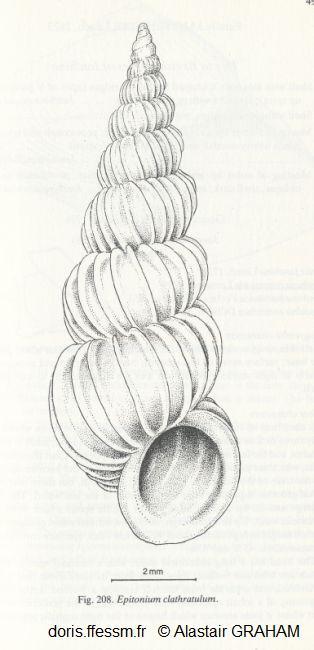 Epitonium_clathratulum_ag_01