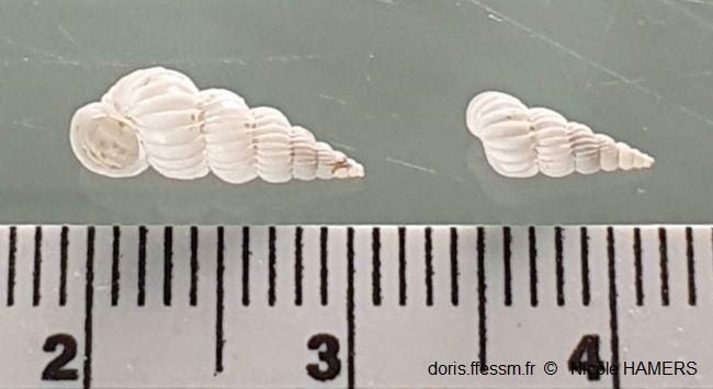 Epitonium_clathratulum_nh_02