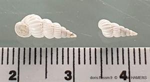 Epitonium_clathratulum_nh_02