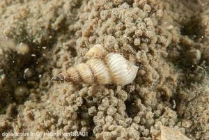 Epitonium_clathratulum_phvb_01